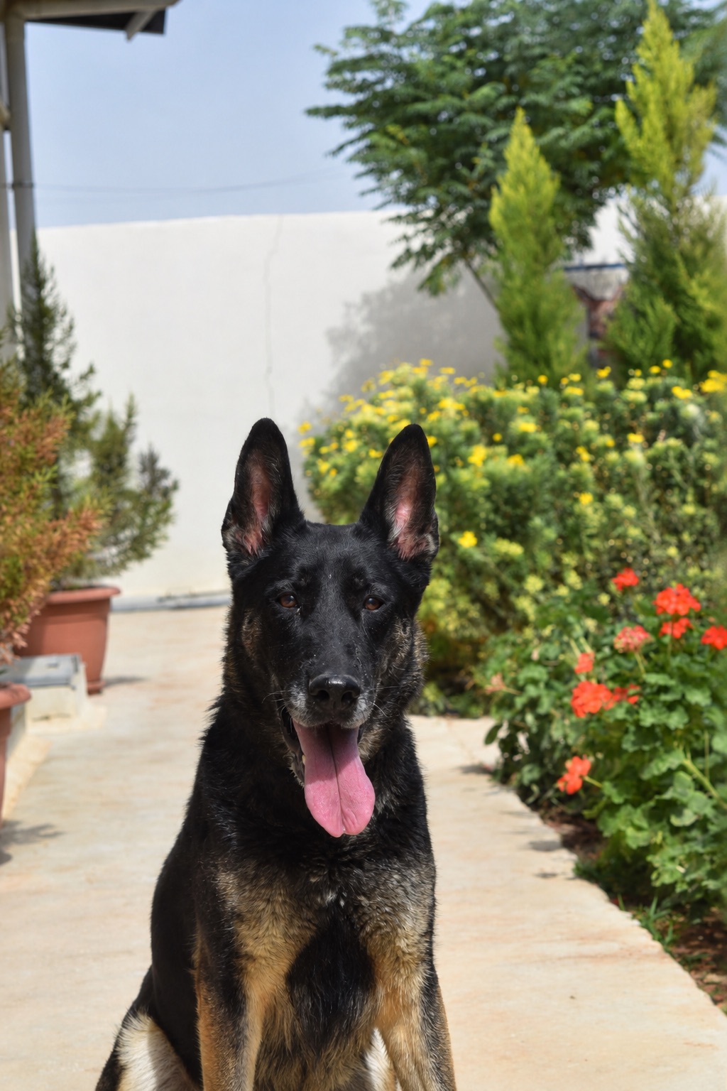 Sasha, a retired Royal Guard German Shepherd