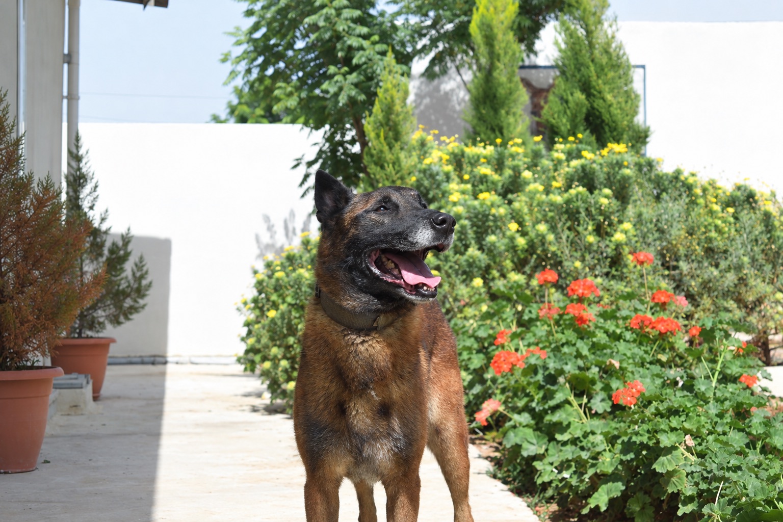 Eddy, a retired Security Services Belgian Malinois
