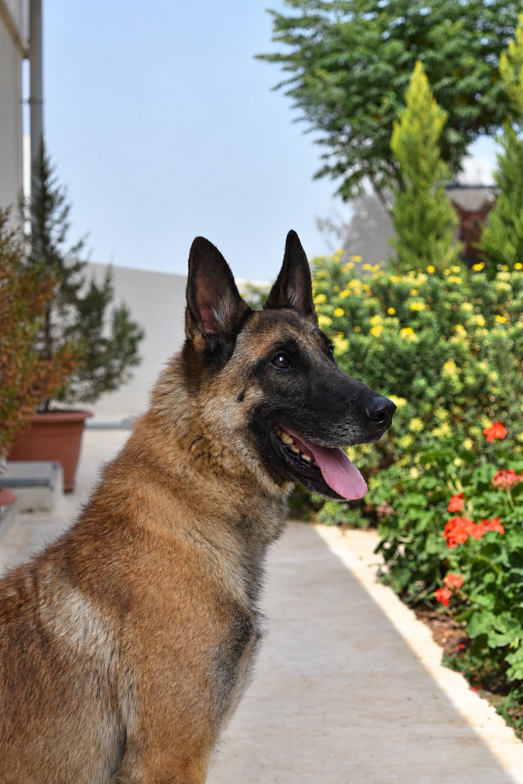 Bruno, a retired Royal Guard Belgian Malinois