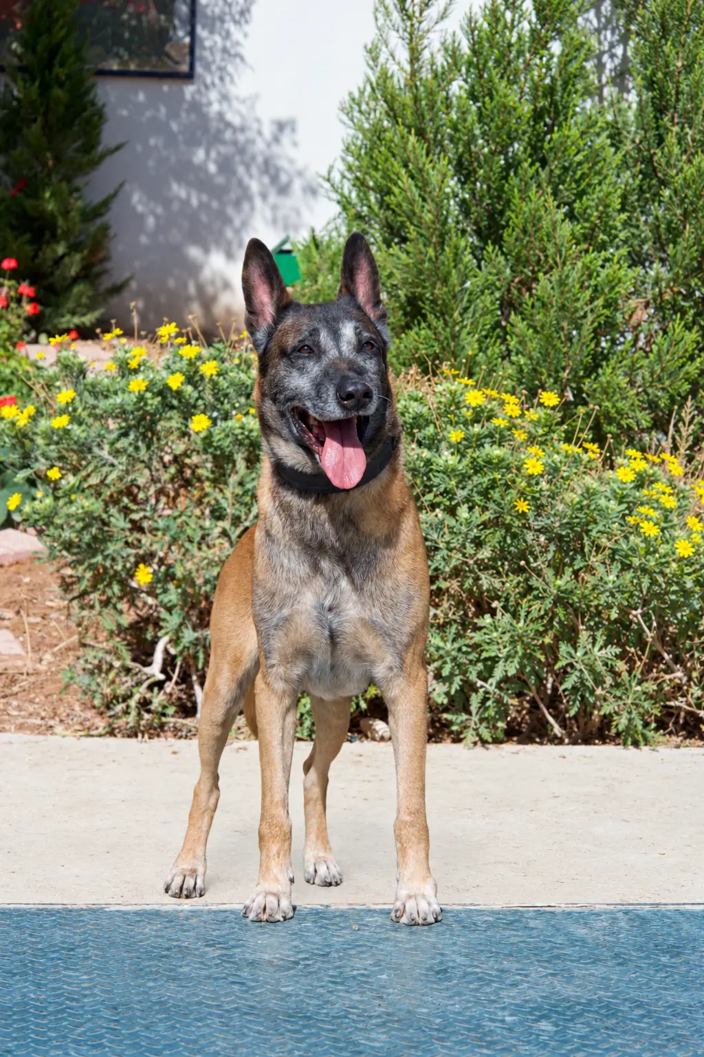 Pax, a retired Security Services Belgian Malinois