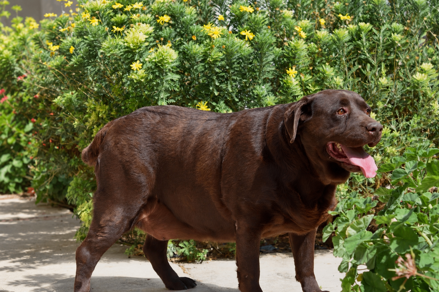 Begy, a retired JK9 Chocolate Labrador