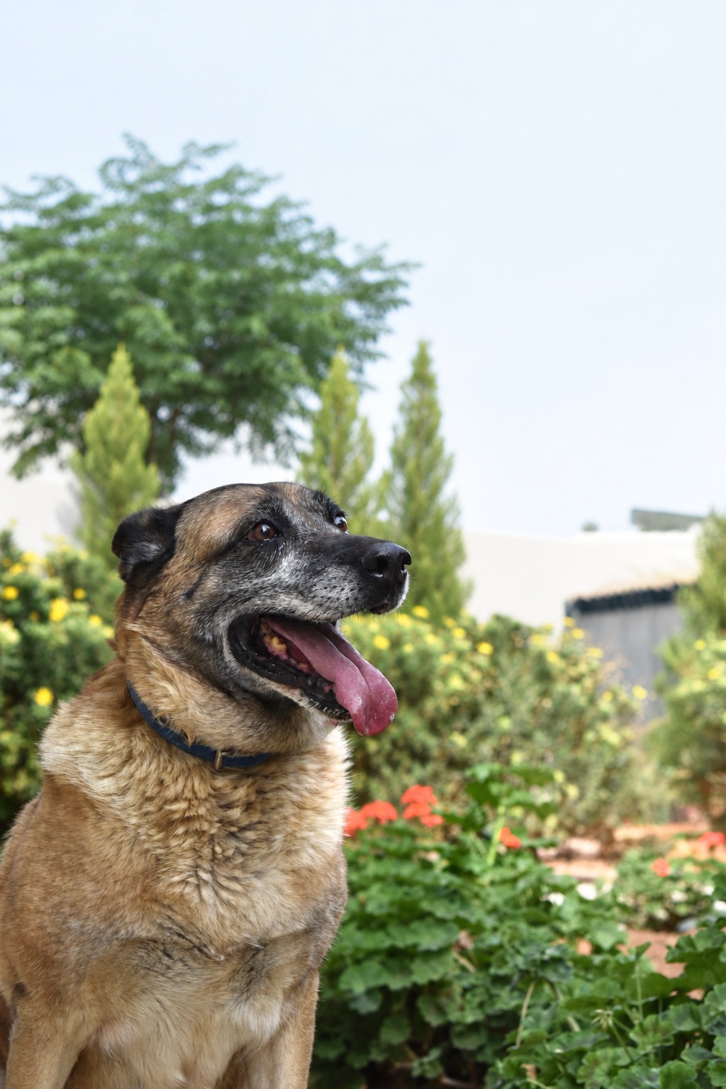 Cookie, a retired Police Belgian Shepherd