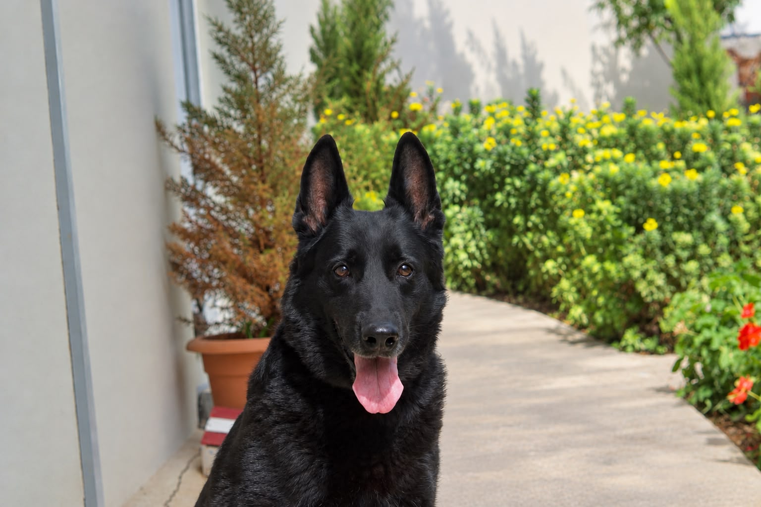 Lenda, a retired Security Services German Shepherd