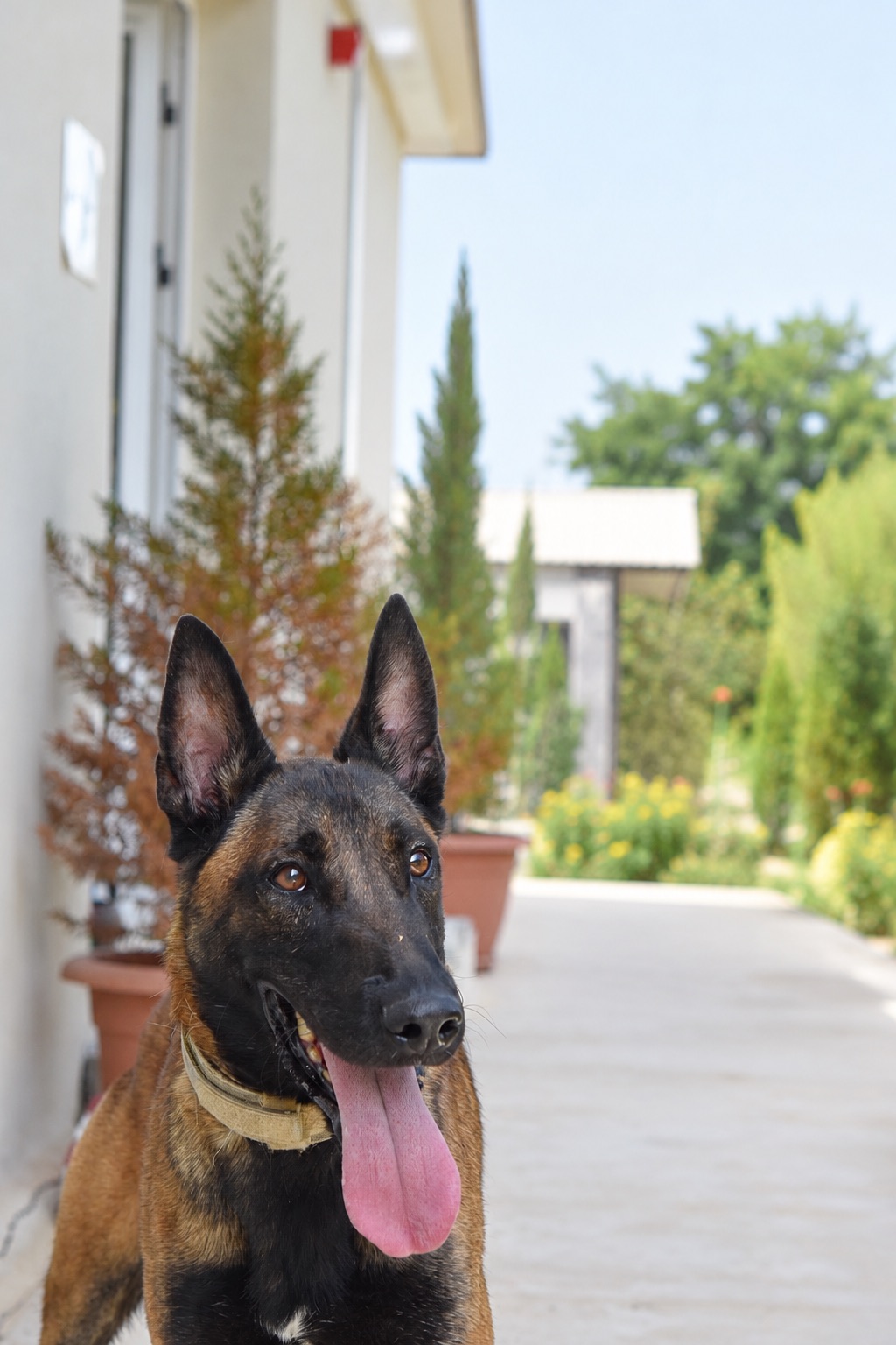 Enzo, a retired JK9 Belgian Malinois