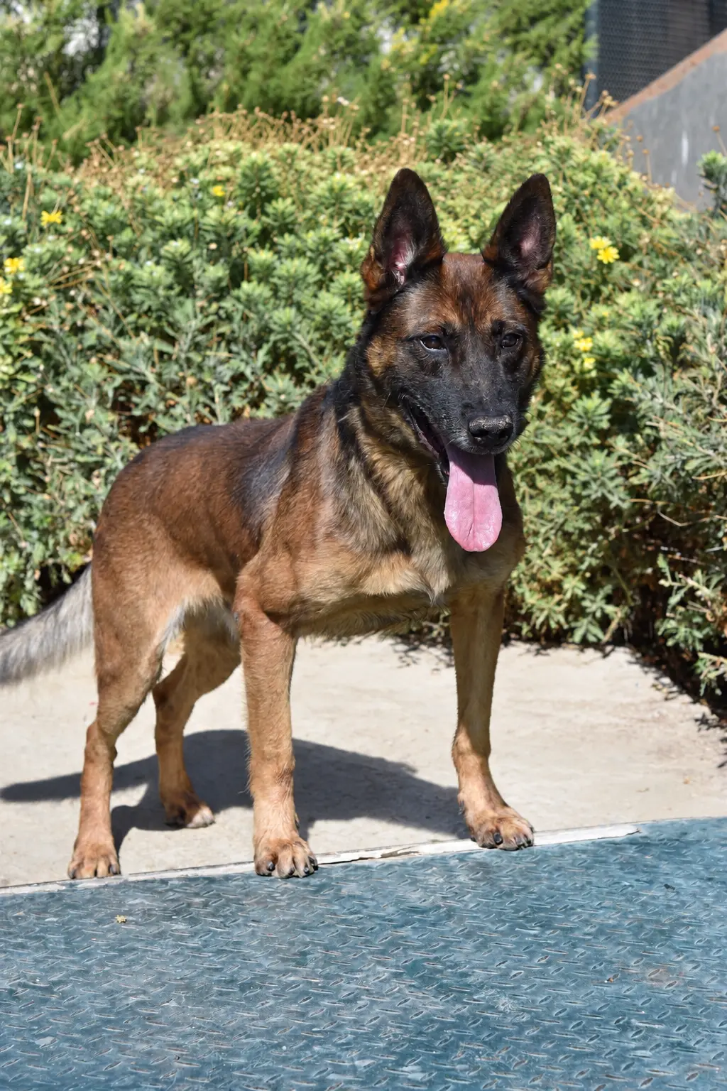 Boomer, a retired Security Services Belgian Malinois