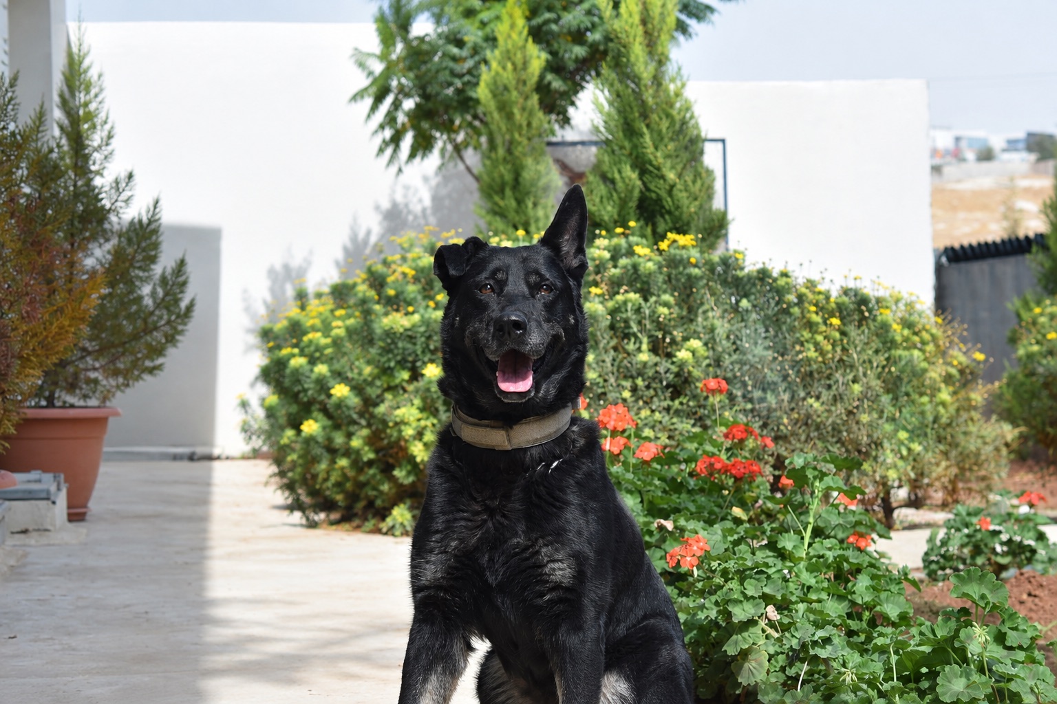 Luna, a retired Security Services German Shepherd