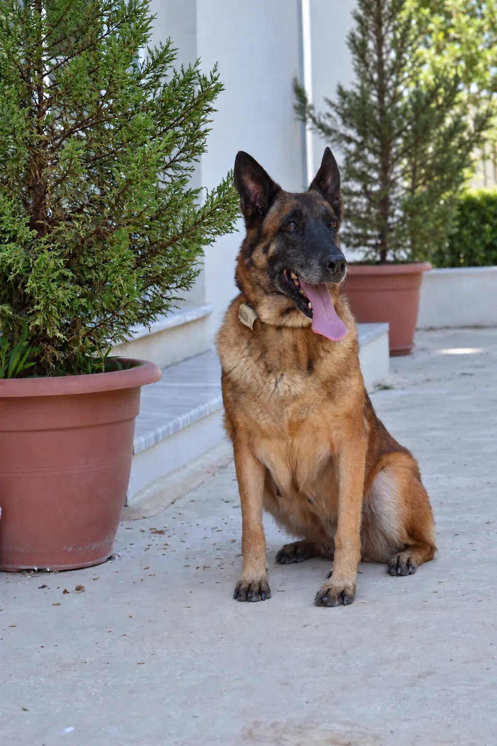 Mafi, a retired Police Belgian Malinois