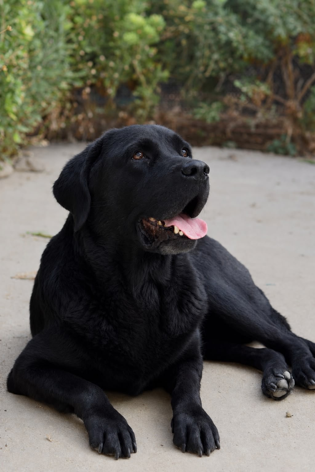 Daboor, a retired Civil Defense Labrador Retriever