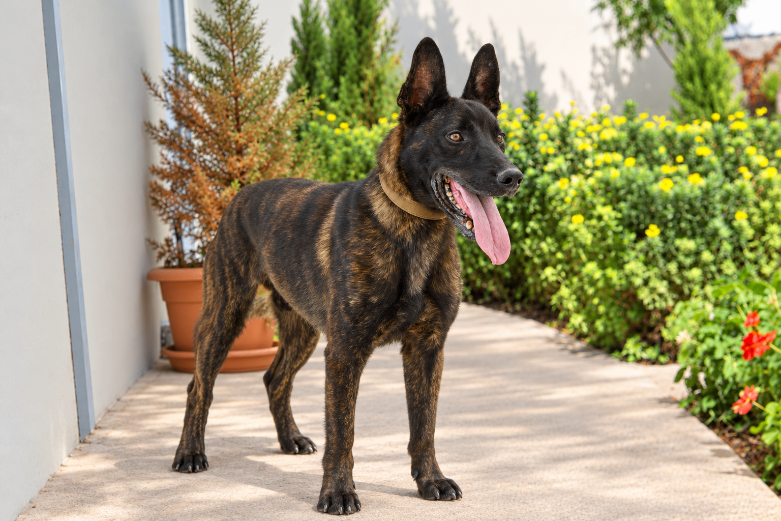 Ken, a retired JK9 Belgian Malinois