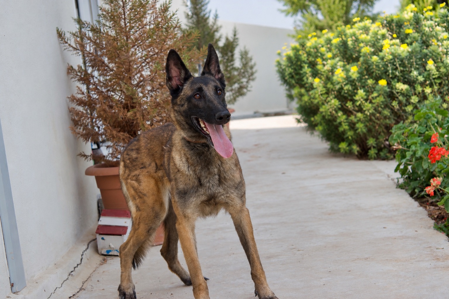 Demi, a retired Royal Guard Belgian Shepherd