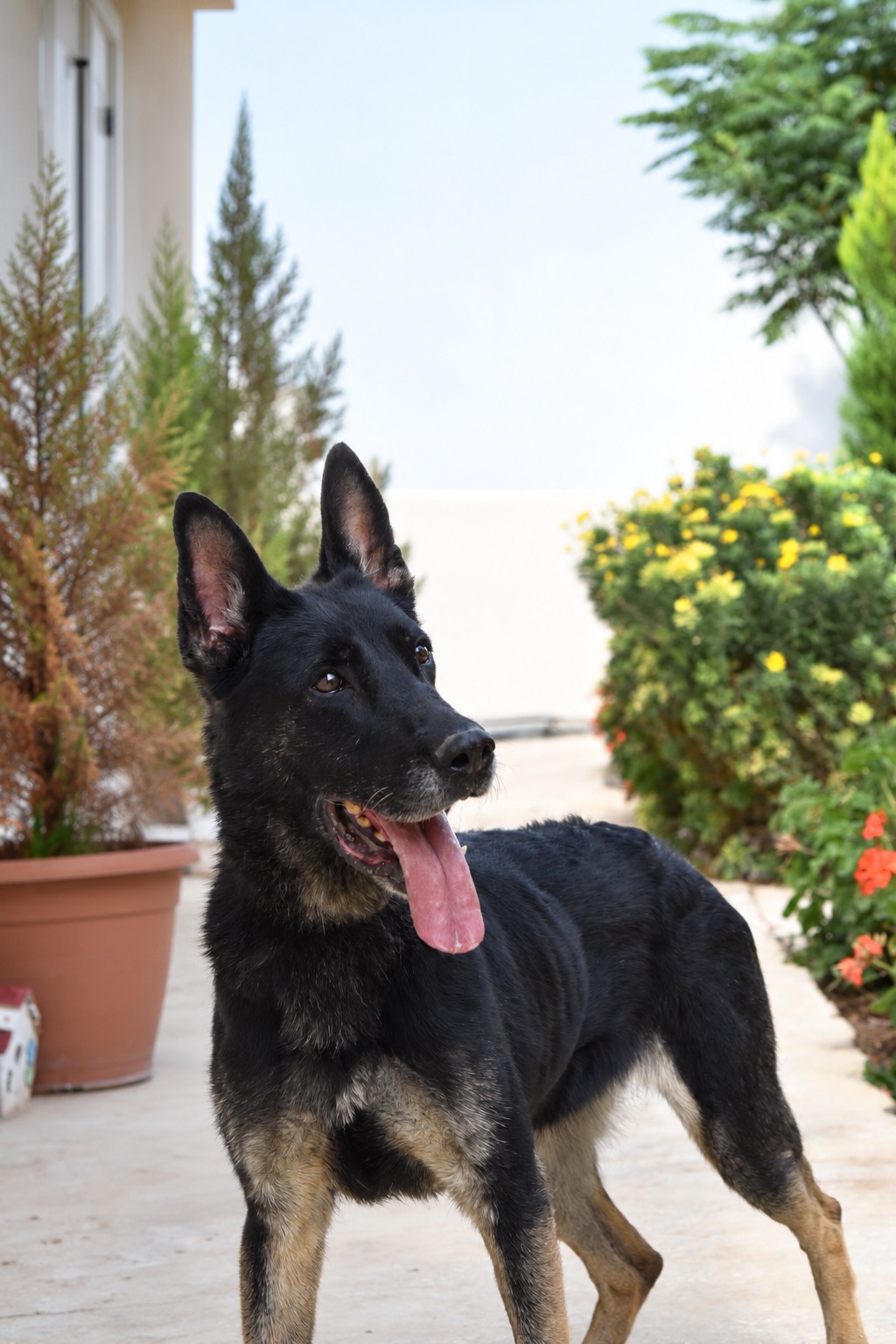 Molly, a retired Security Services German Shepherd
