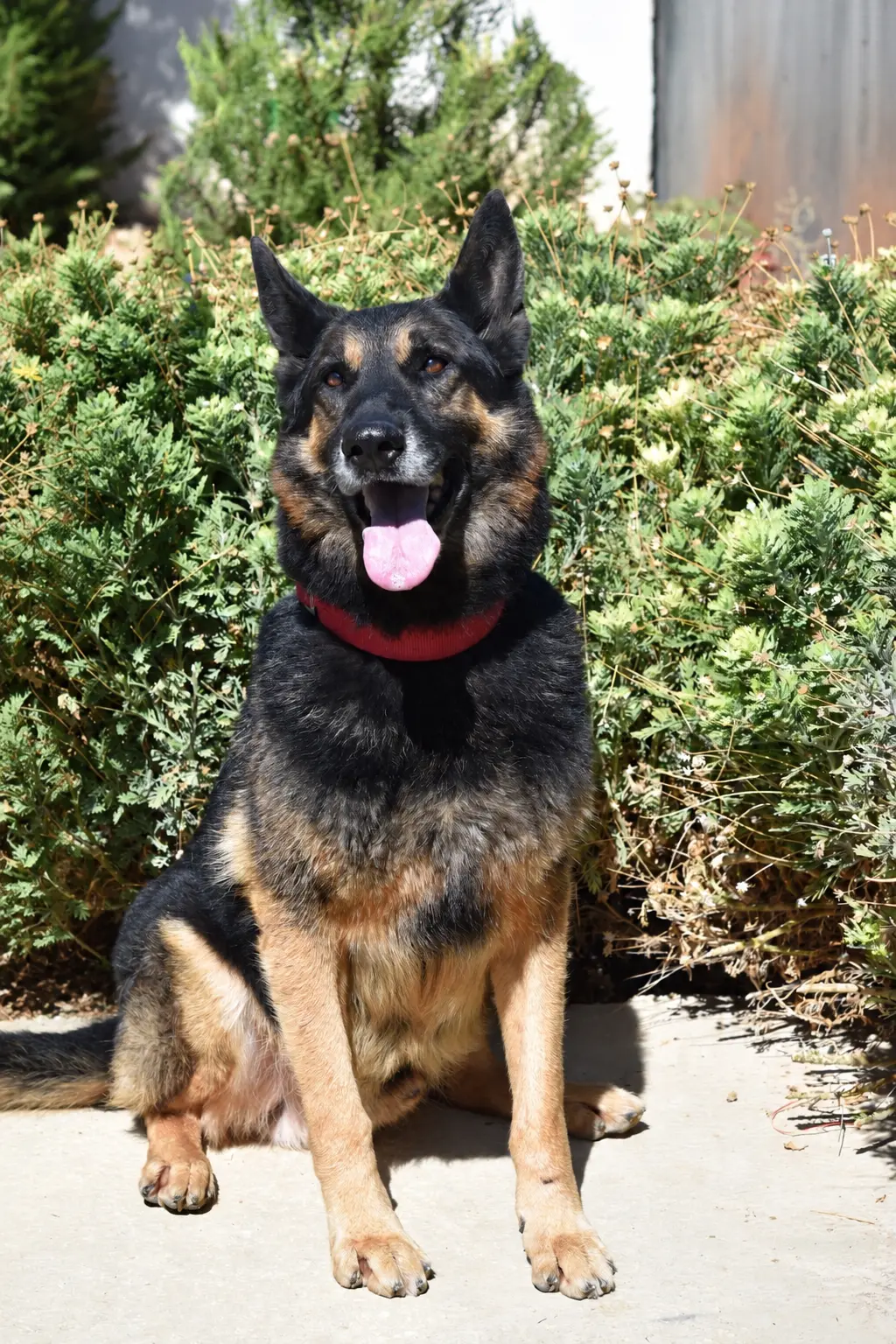 Rocky 2, a retired Police German Shepherd