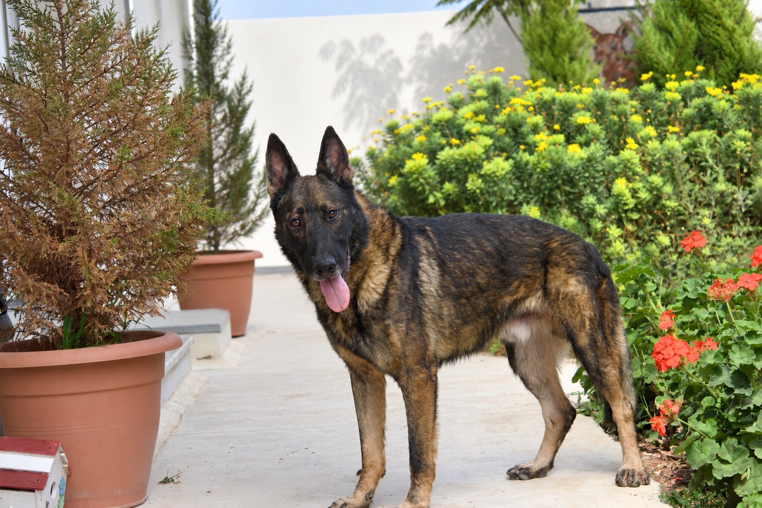 Dyrel, a retired JK9 German Shepherd