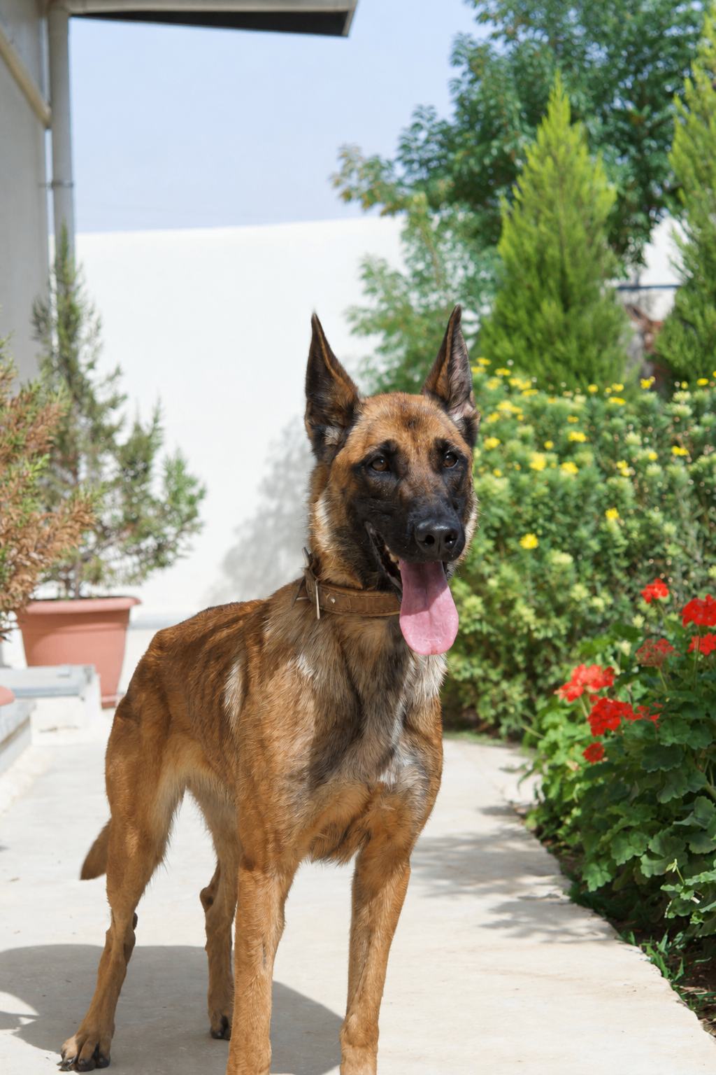 Golia, a retired Security Services Belgian Malinois
