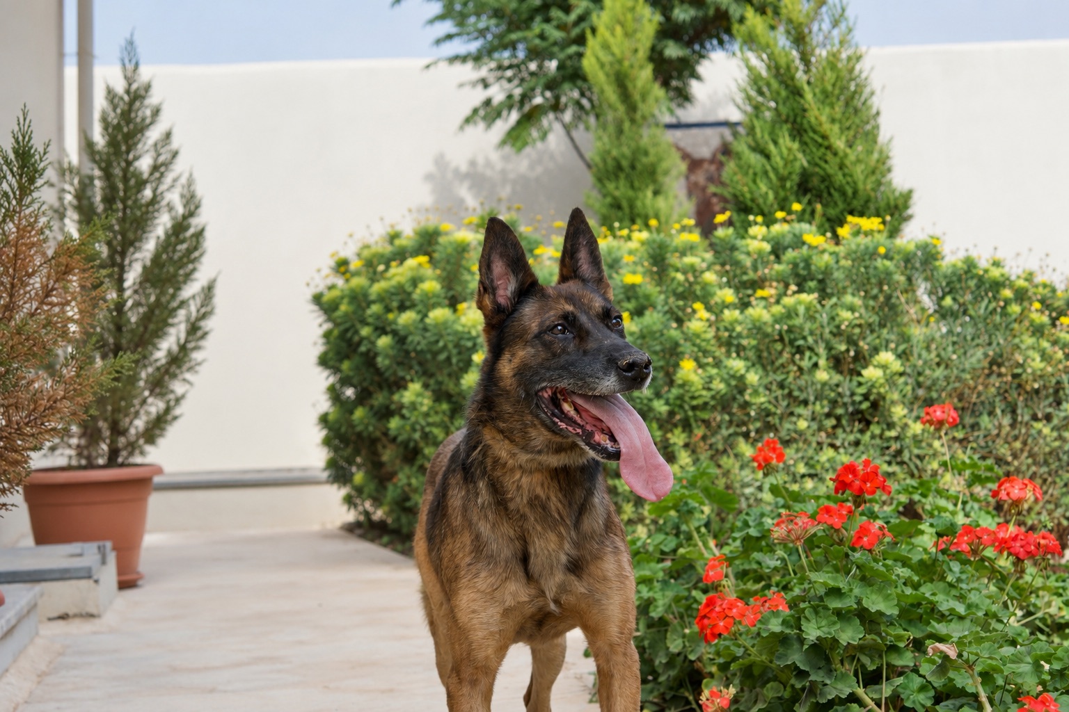 Rambo, a retired Security Services Belgian Malinois