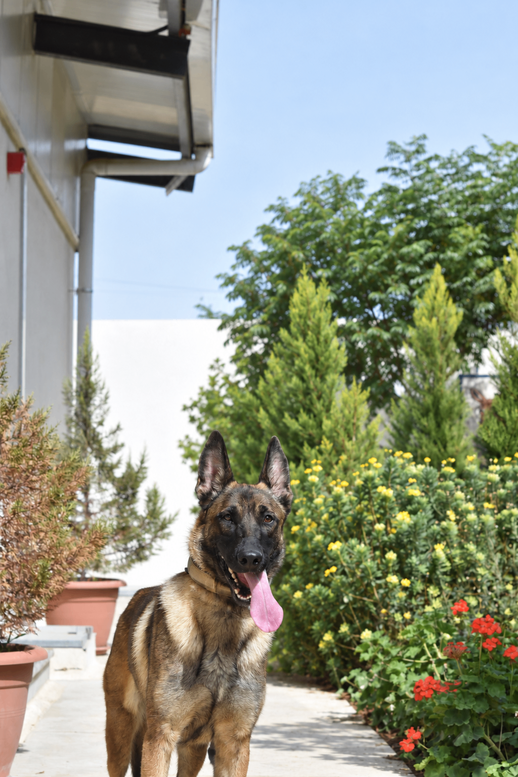 Rita, a retired JK9 Belgian Malinois