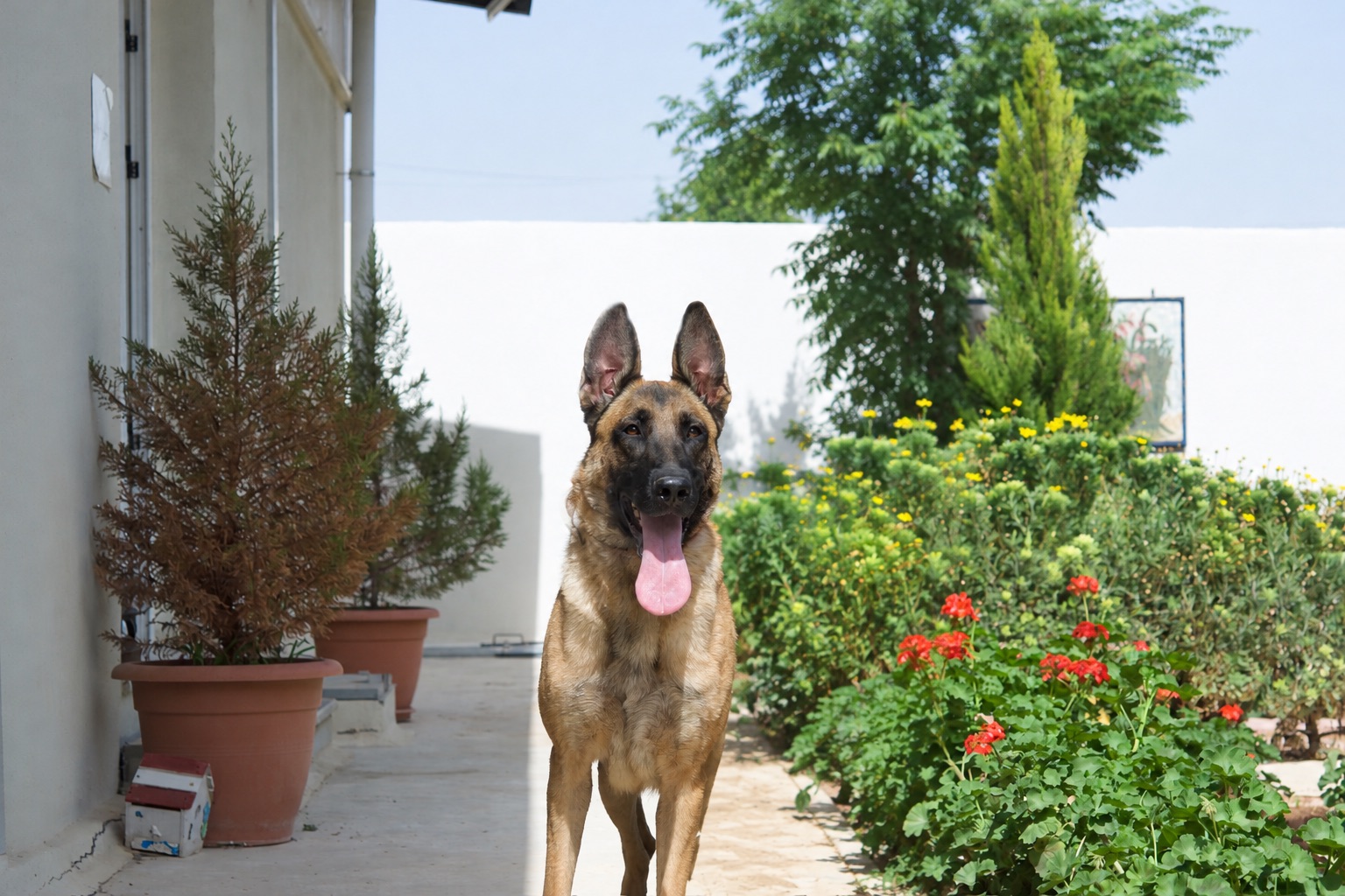 Lora, a retired JK9 Belgian Malinois