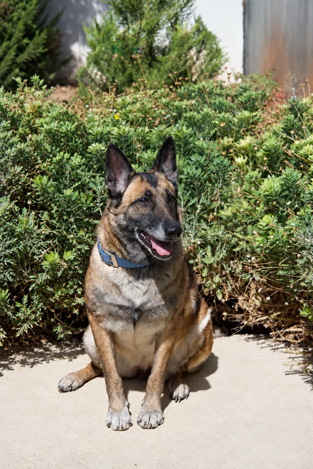 Lamees, a retired Police Belgian Malinois