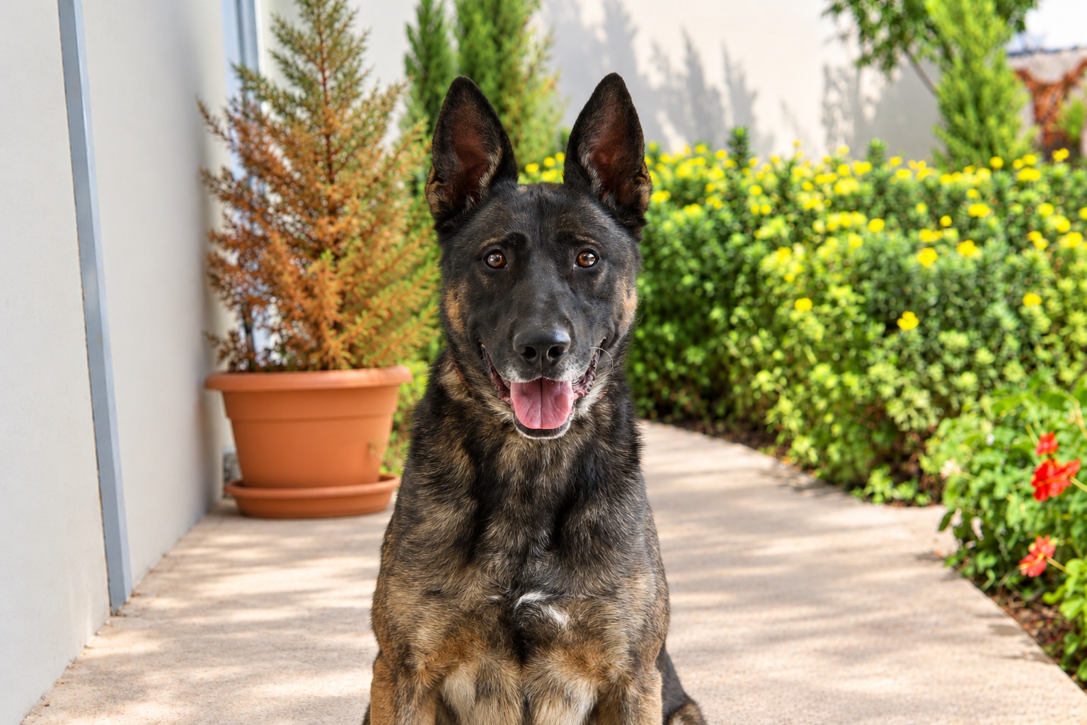 Kuno, a retired JK9 Belgian Malinois