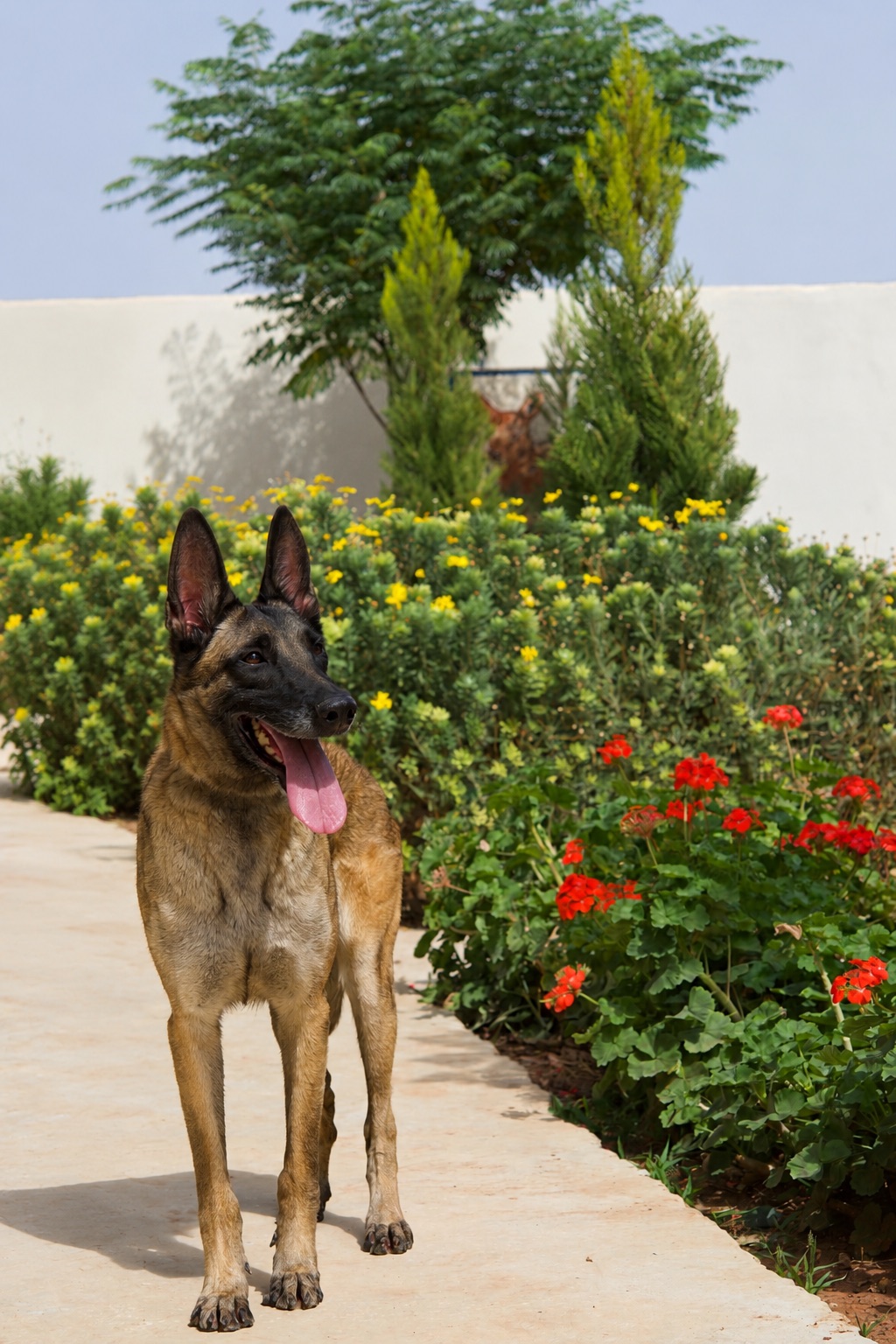 Kally, a retired JK9 Belgian Malinois