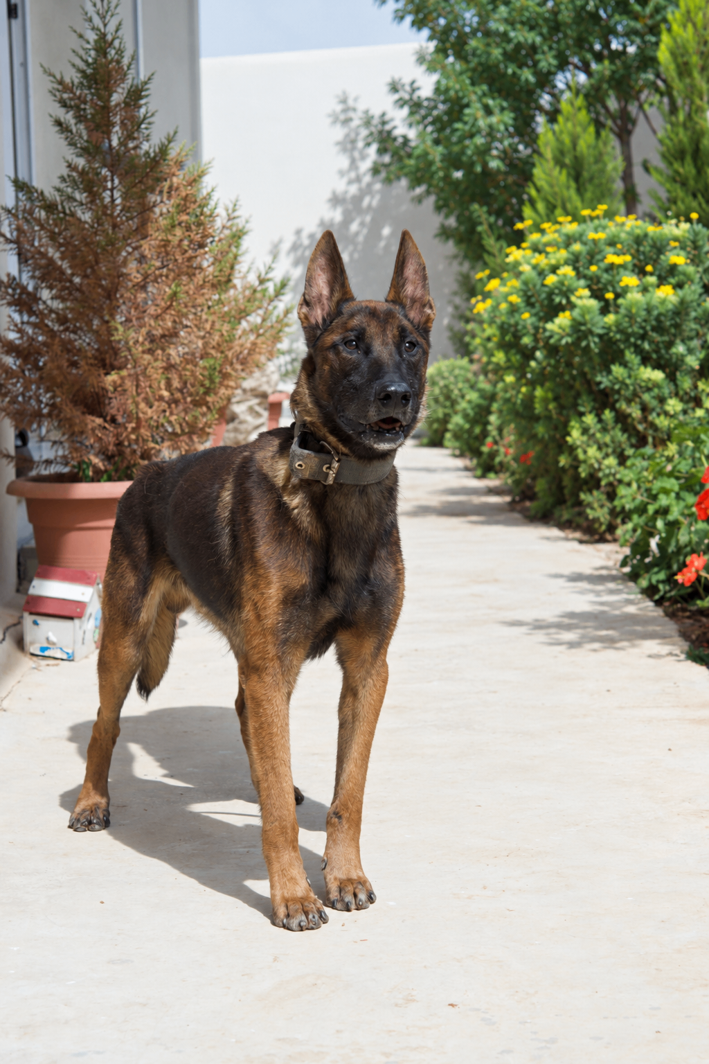 Bumber, a retired JK9 Belgian Malinois