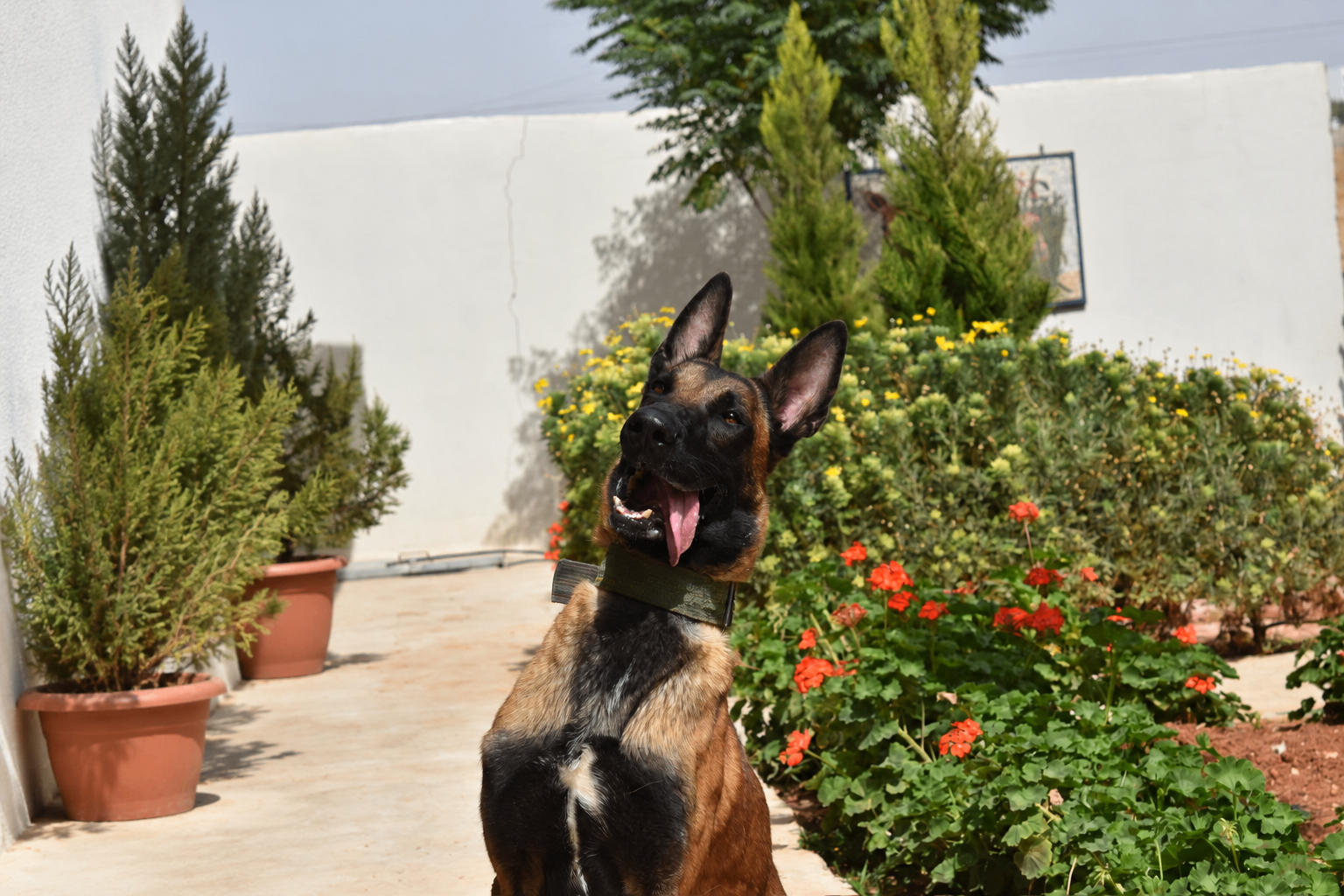Ivan, a retired JK9 Belgian Malinois
