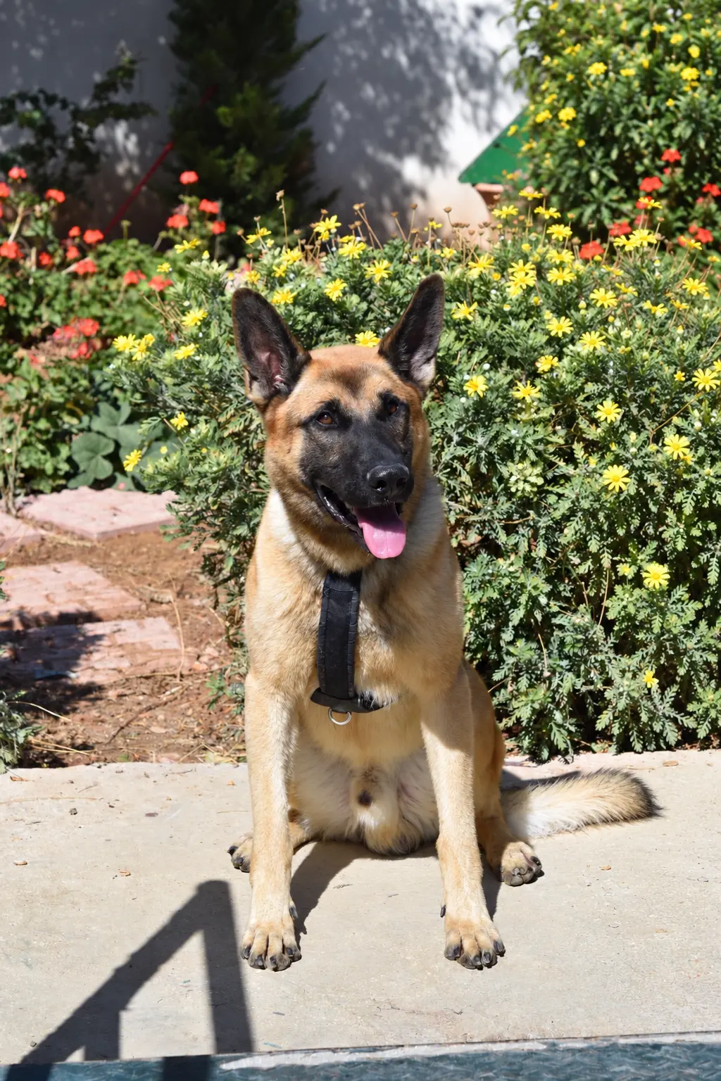 Rex, a retired JK9 Belgian Malinois