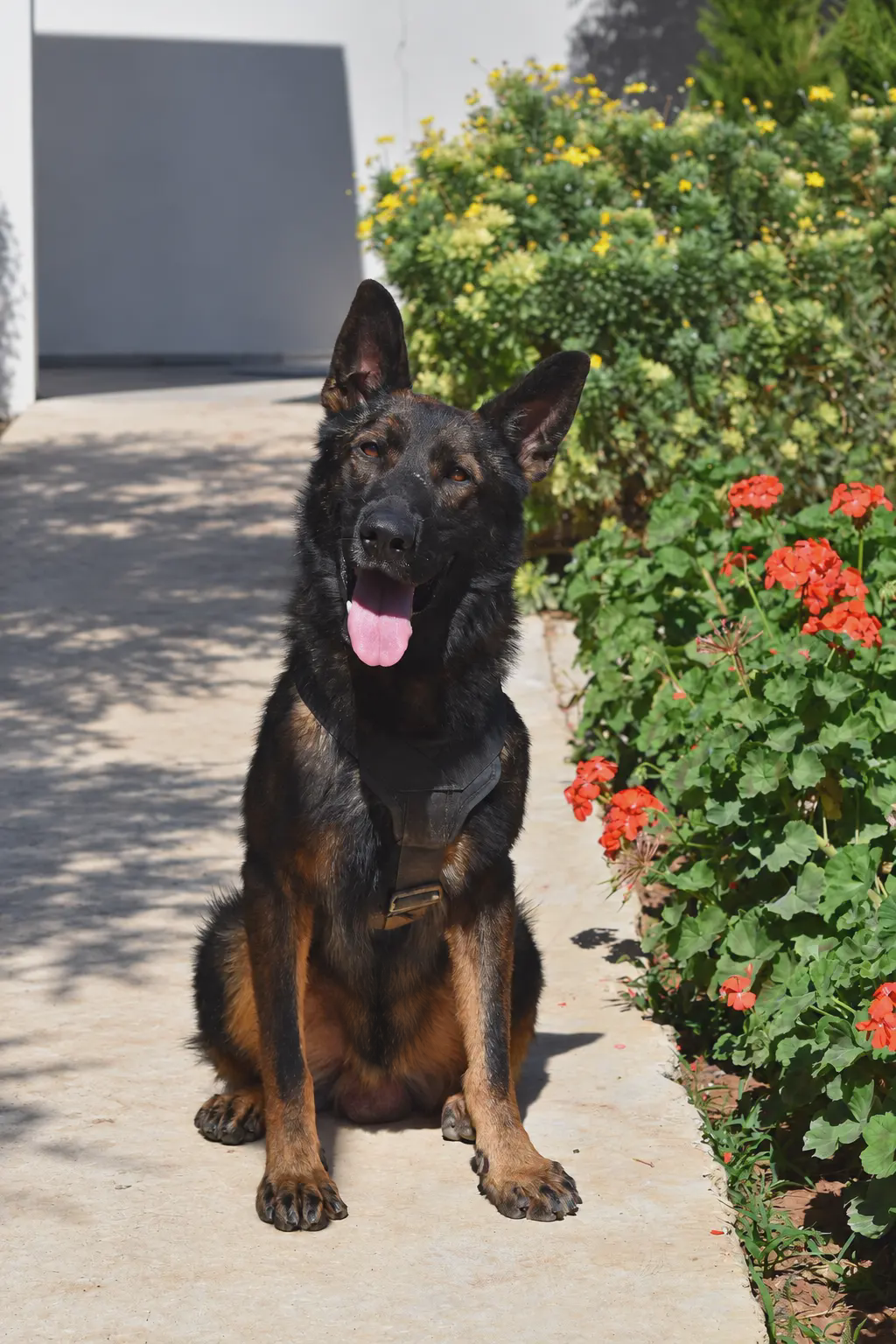 Ax, a retired Police Belgian Malinois